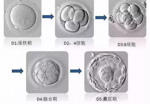 北京私人试管机构助孕技术,哪些公司入选了北京试管助孕公司排名榜前十名？