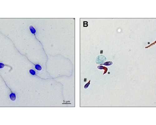 北京包男孩代怀|北京301解放军总医院生殖中心做试管谁厉害？