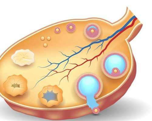 北京三代试管借卵生男孩成功率预估能到60%?