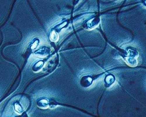 北京代孕试管孕中介|失独家庭在长春做三代试管供卵包生男孩成功率高吗？吉