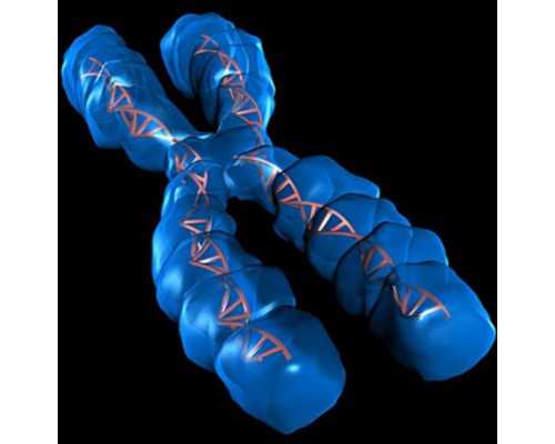 北京三代试管代孕聪明吗|试管备孕多吃什么水果好试管备孕多吃什么水果好？