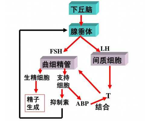 北京代孕产子中心哪里最安全|济宁做试管婴儿多少钱？