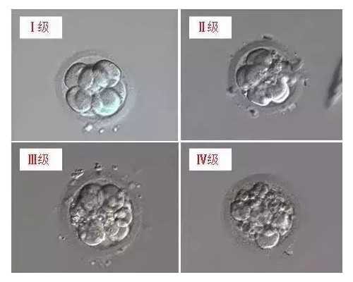 北京代怀包性别价格,北京供卵公司有哪些？附2024北京试管助孕医院排名！