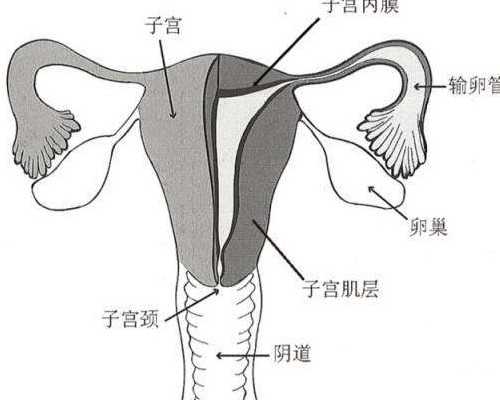 北京包成功代生|北京朝阳医院做供精试管费用是多少？北京朝阳医院供精试管