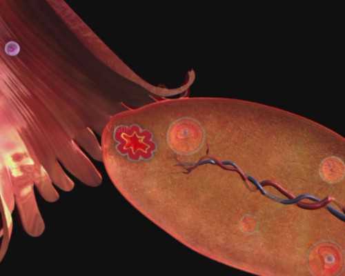 天价罚单！残疾农民宰杀自家猪分售700元被罚5万，更多细节曝光