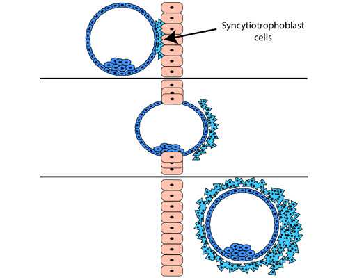 北京助孕医院那里最好的,北京恒生医院供卵做三代试管婴儿要等多久？